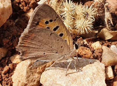 נחושתן הארכובית