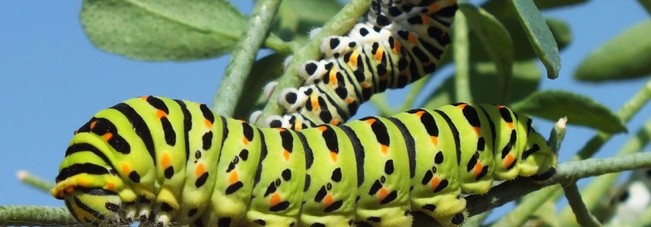 זחל זנב סנונית אילן גרין סויסה