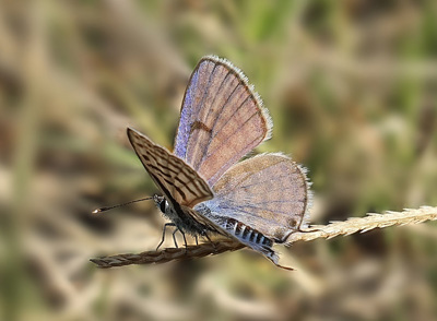 כחלון השיזף