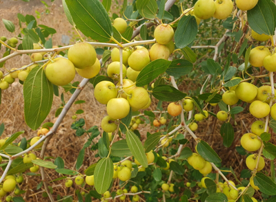אשחרים שיזף מצוי