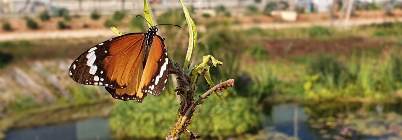 דנאית תפוח סדום 2 אילן גרין סויסה (2) (1) (1) (1) (1) (1)