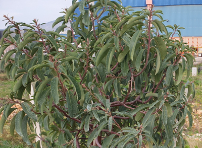 קטלב מצוי אברשיים